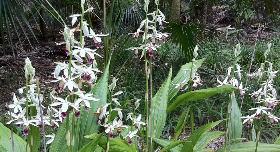Phaius australis (Swamp Orchid)