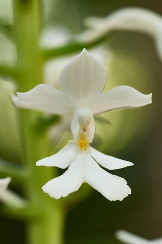 Christmas orchid