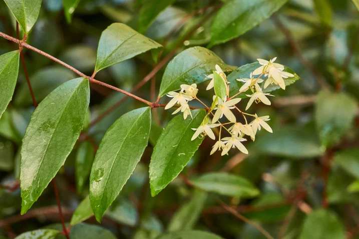 Aphanopetalum resinosum (Gum Vine)