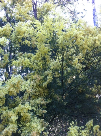 Acacia fimbriata (Fringed Wattle, Brisbane Wattle)