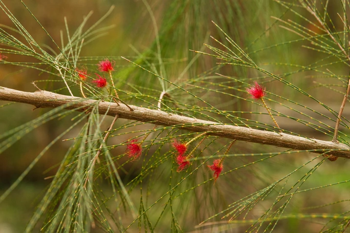 Allocasuarina thalassoscopica  (Mount Coolum Casuarina)