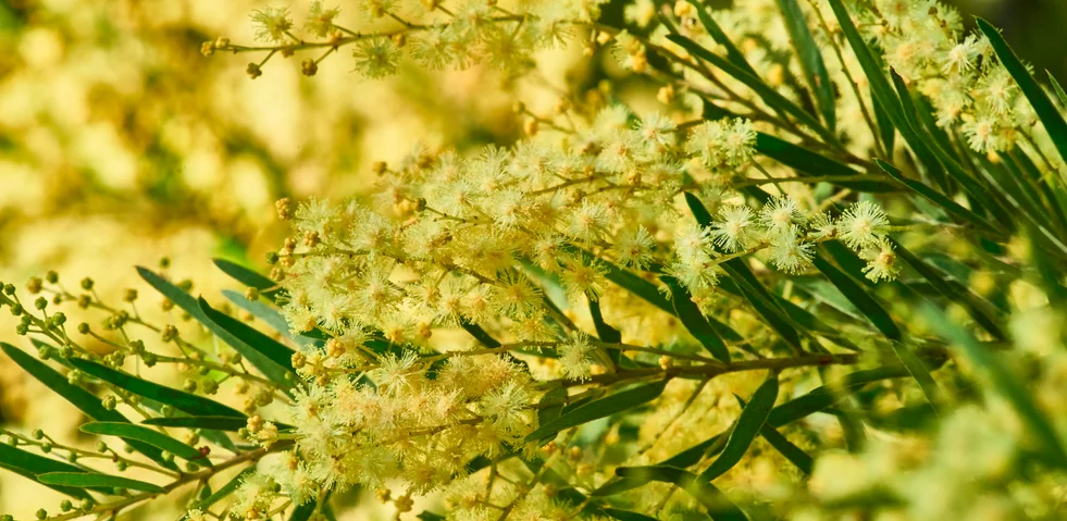 Acacia fimbriata (Fringed Wattle, Brisbane Wattle)