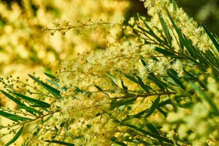 Acacia fimbriata (Fringed Wattle, Brisbane Wattle)