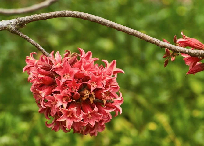 Brachychiton bidwillii (Little Kurrajong)