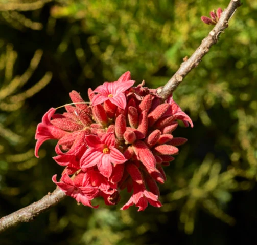 Brachychiton bidwillii ( Little Kurrajong)