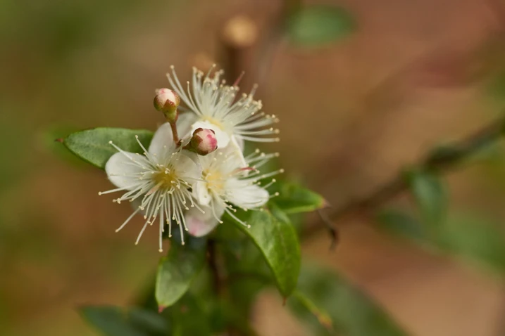 Austromyrtus dulcis