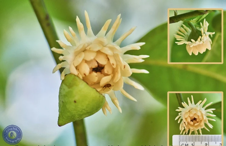 Eupomatia laurina (Bolwarra)