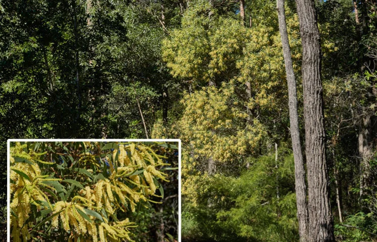 Acacia concurrens (Black Wattle)