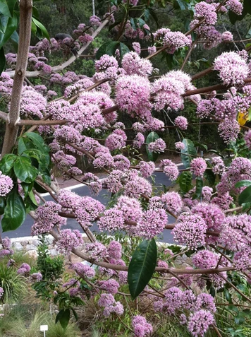 Melicope elleryana flowering