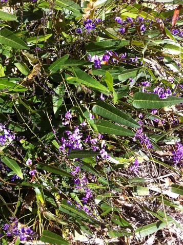 Hardenbergia violacea (Native Sarsaparilla)