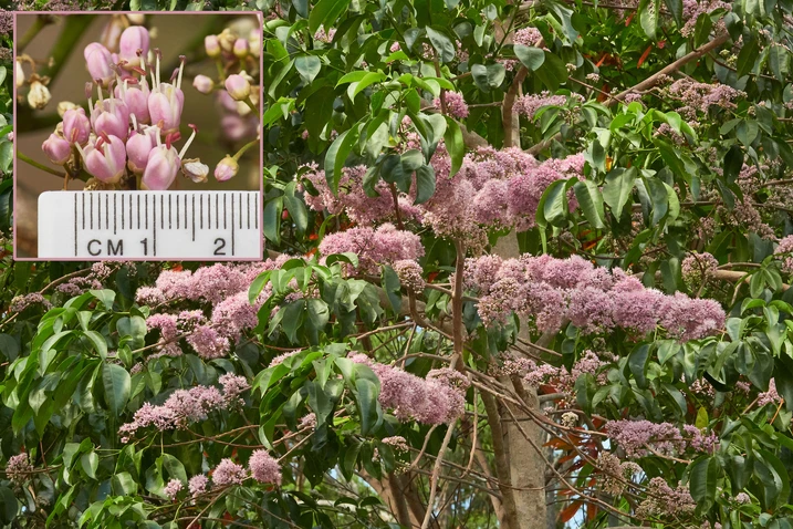 Flowering Pink Euodia