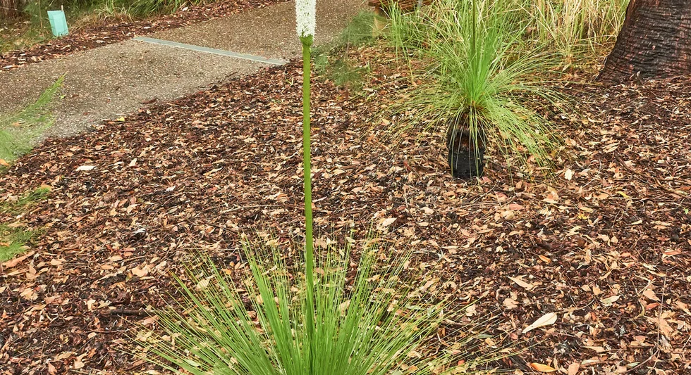 Xanthorrhoea johnsonii (Forest Grass Tree)