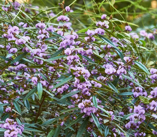 Hovea acutifolia (Purple  Pea Bush)