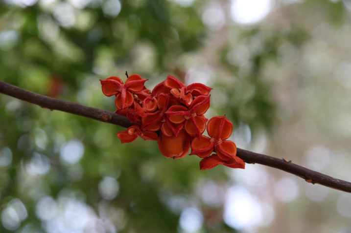 Lepiderema pulchella (Fine-leaved tuckeroo)