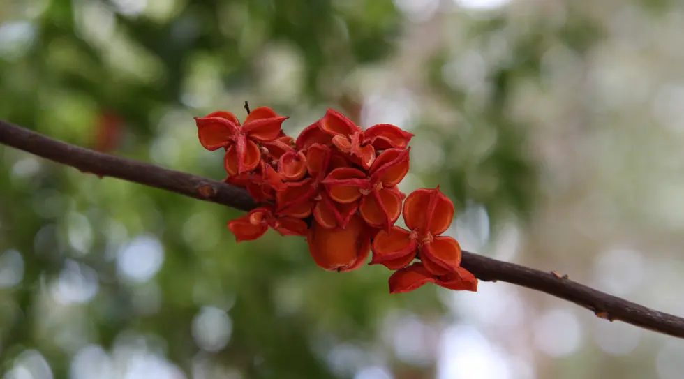 Lepiderema pulchella (Fine-leaved Tuckeroo)