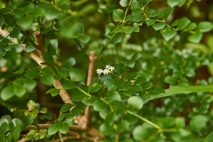 Pittosporum multiflorum (Orange Thorn)