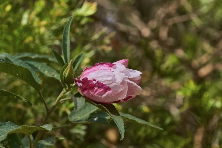 Hibiscus splendens (Splendid hibiscus)