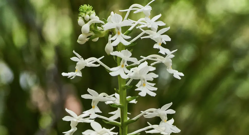 Calanthe triplicata (Christmas Orchid)