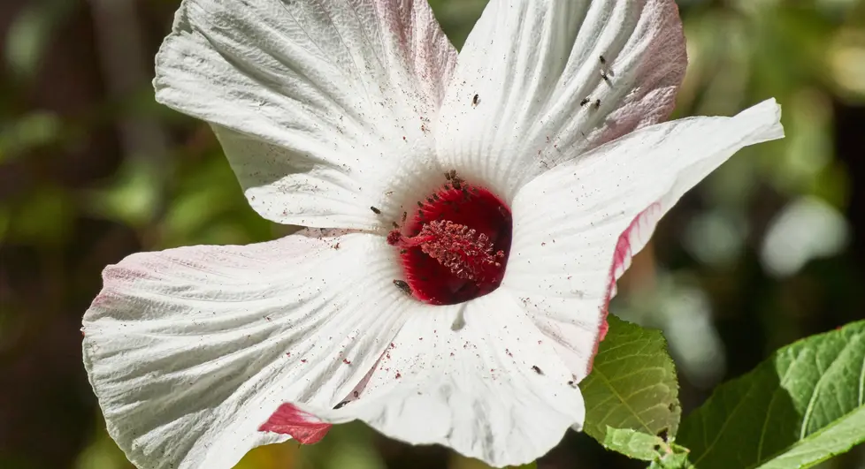 Hibiscus heterophyllus (Native Rosella)