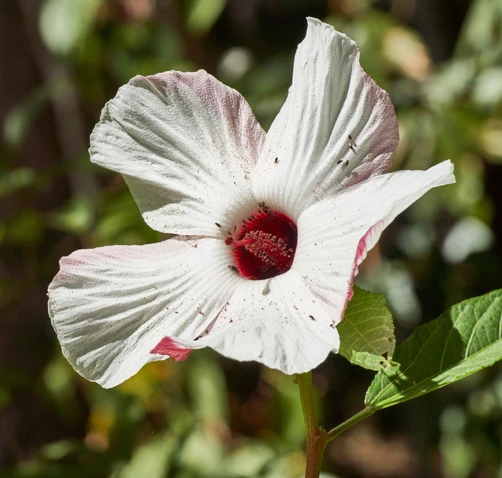 Hibiscus heterophyllus (Native Rosella)
