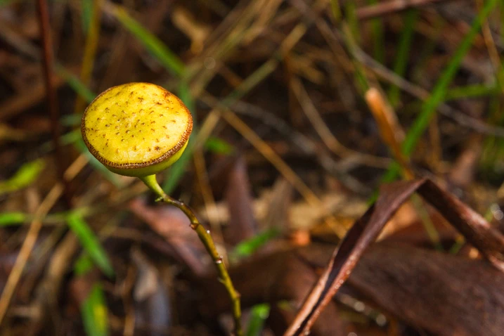 Eupomatia bennettii (Small Bolwarra)