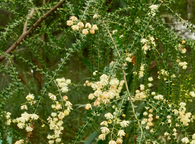 Acacia hubbardiana (Prickly Moses)
