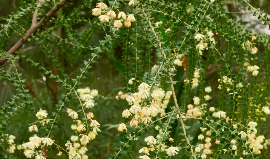 Acacia hubbardiana (Prickly Moses)