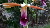 What's<br />Flowering
