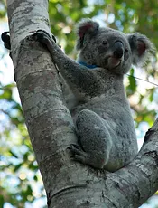 Koala<br />Lizzy