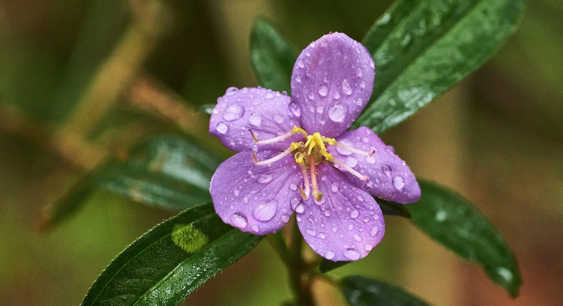 Melastoma malabrathicum subsp. malabathicum (Blue Tongue, Native Lassiandra)