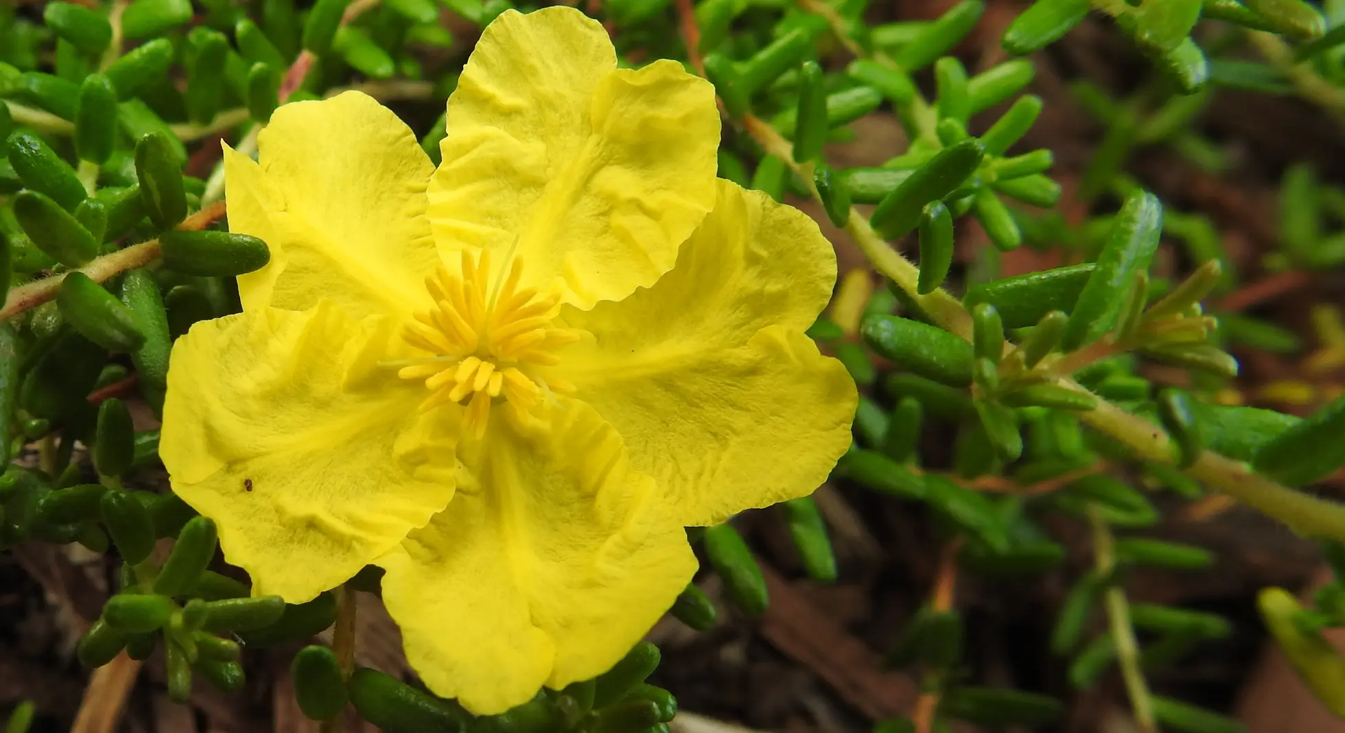 Hibbertia Vestita (Hairy Guinea Bush)