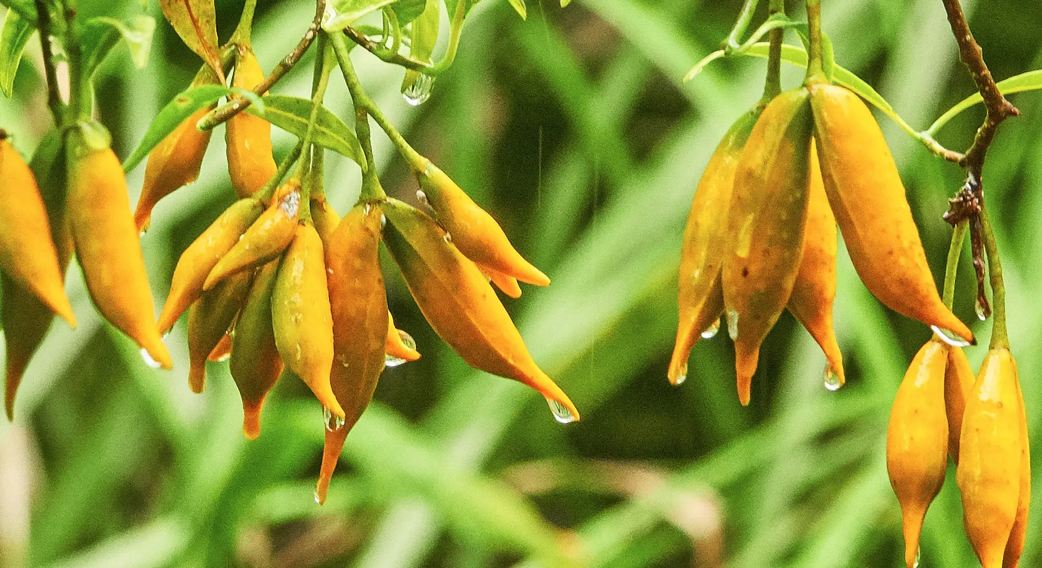 Tabernaemontana pandacaqui (Banana Bush)