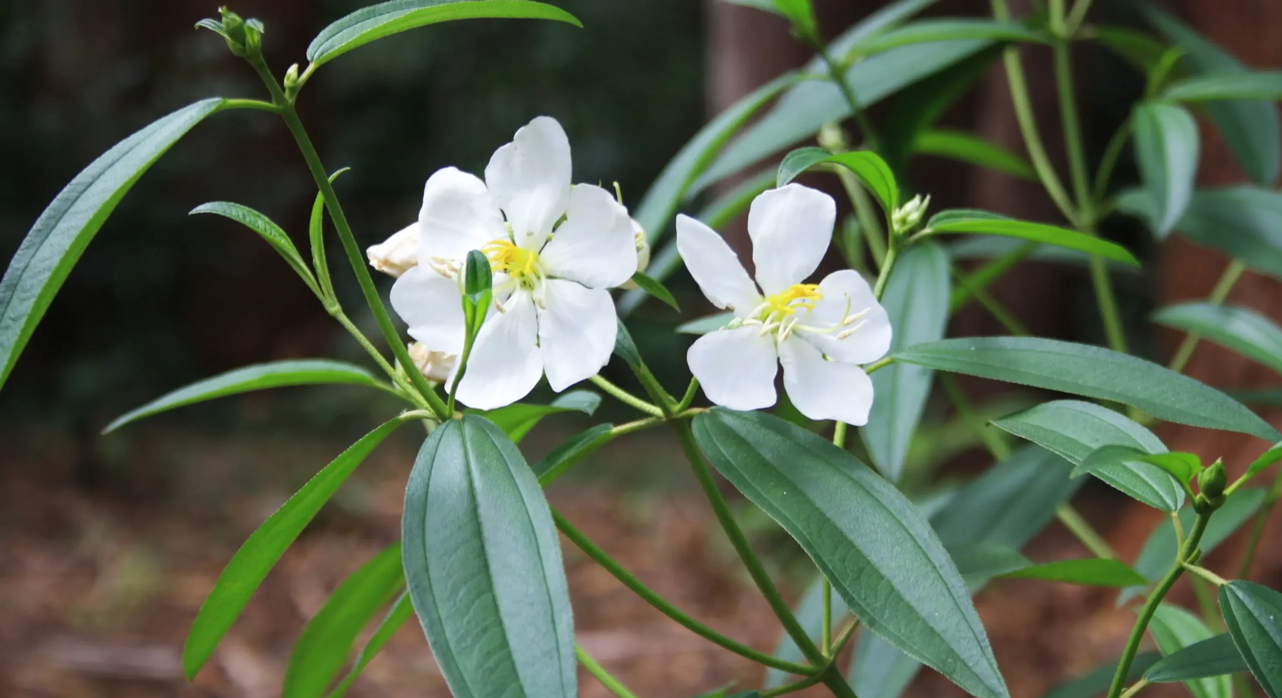 Melastoma malabrathicum var. alba (Blue Tongue, Native Lassiandra)