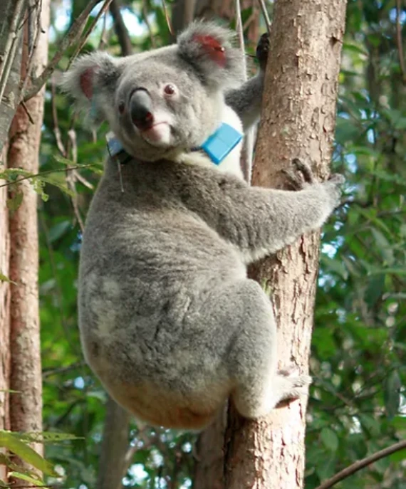 koala