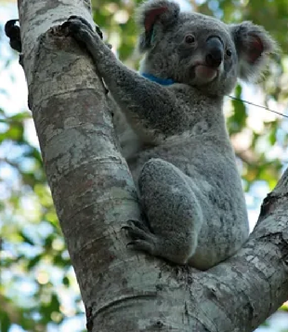 koala