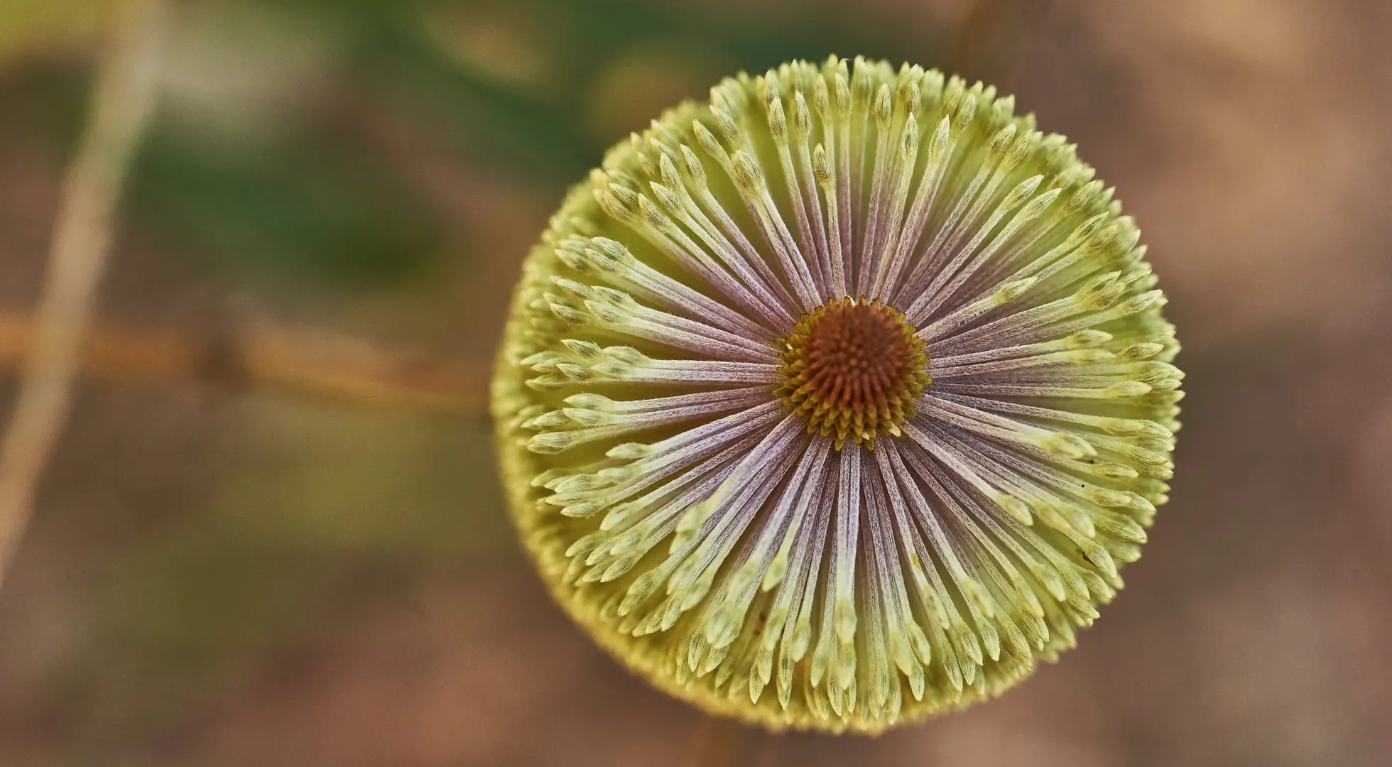 Banksia oblongifolia (Dwarf Banksia)