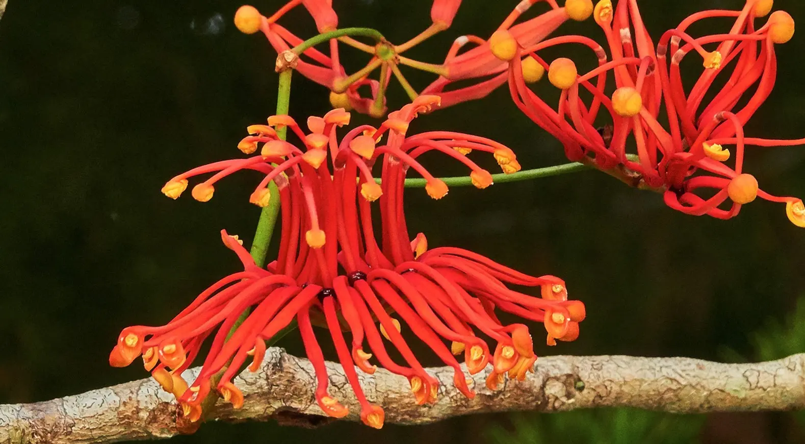 Stenocarpus sinuatus (Wheel of Fire)