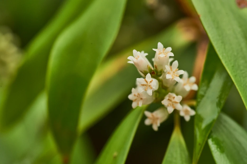 Trochocarpa laurina (Tree Heath; Waddy Wood)