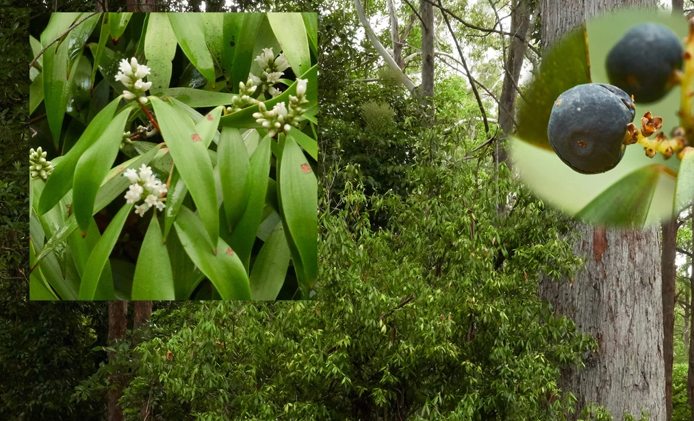 Trochocarpa laurina (Tree Heath; Waddy Wood)