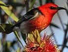 Morning Bird Walk
