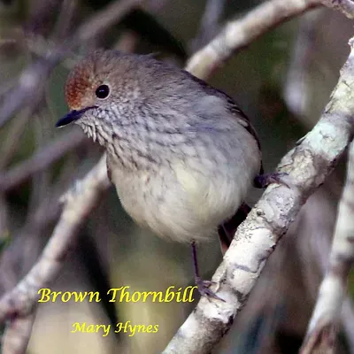 Brown Thornbill