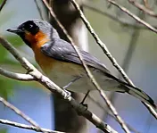 Spectacled Monarch