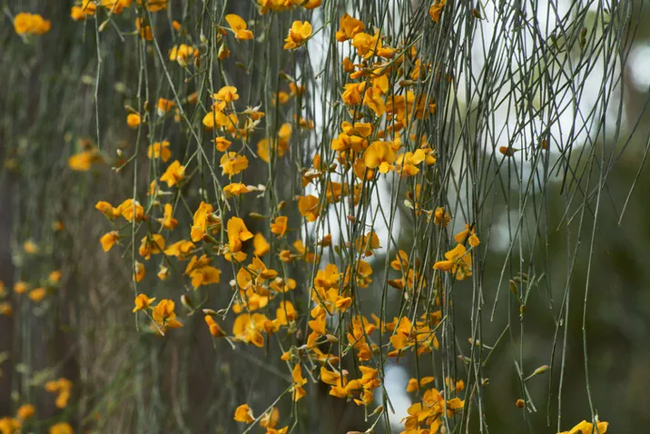 Jacksonia scoparia (Dogwood)