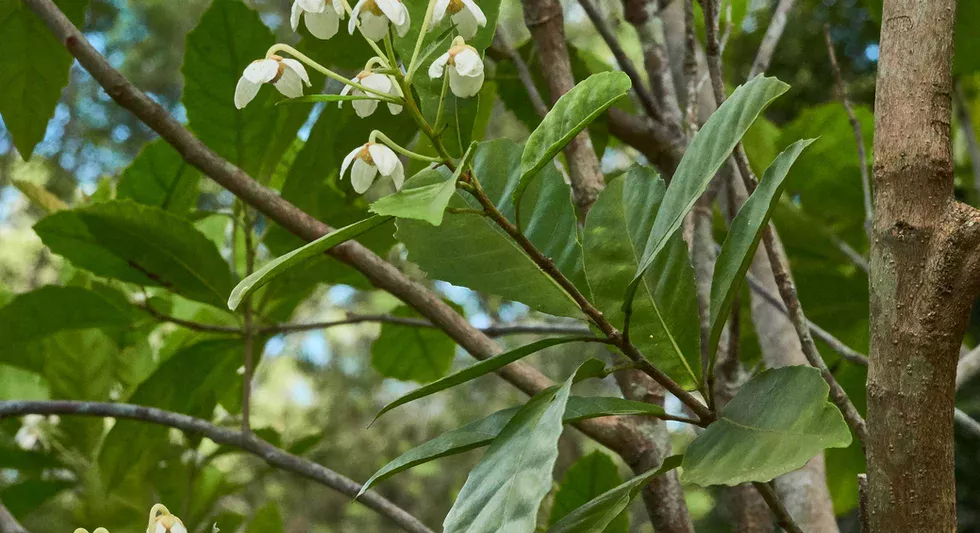 Sloanea australis (Maiden's Blush)